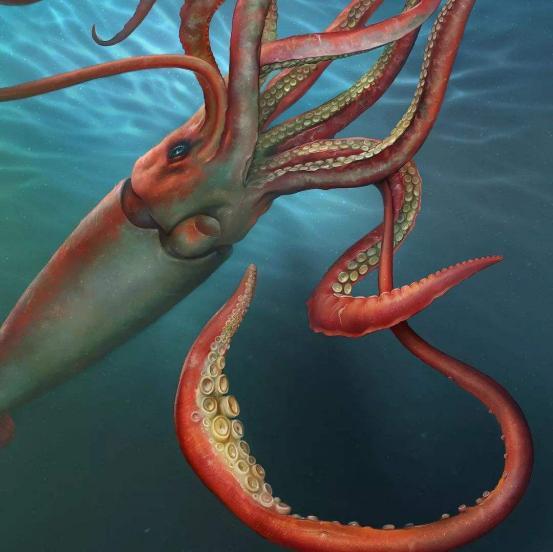 極為龐大的海洋生物,大王酸漿魷長達(dá)15米,但這只烏賊比它更大