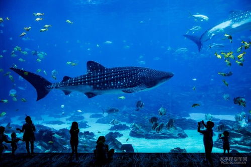 海洋生物分享