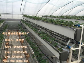 現(xiàn)代化草莓種植技術 栽培槽的多元應用與管理