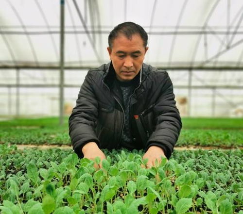 創(chuàng)新現(xiàn)代農(nóng)業(yè)經(jīng)營體系 苗木種植的轉型升級之路