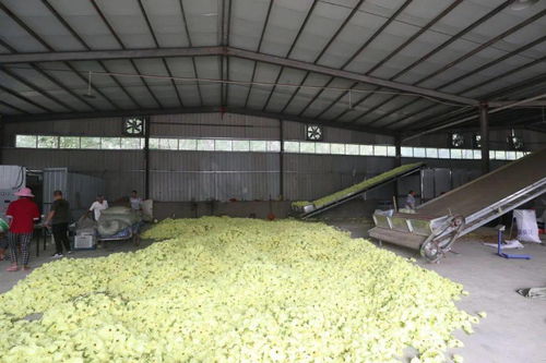 阜陽 遍地金花的谷物種植之鄉(xiāng)