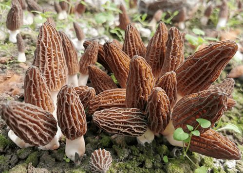 羊肚菌實現(xiàn)工廠化栽培突破，苗木種植技術前景廣闊
