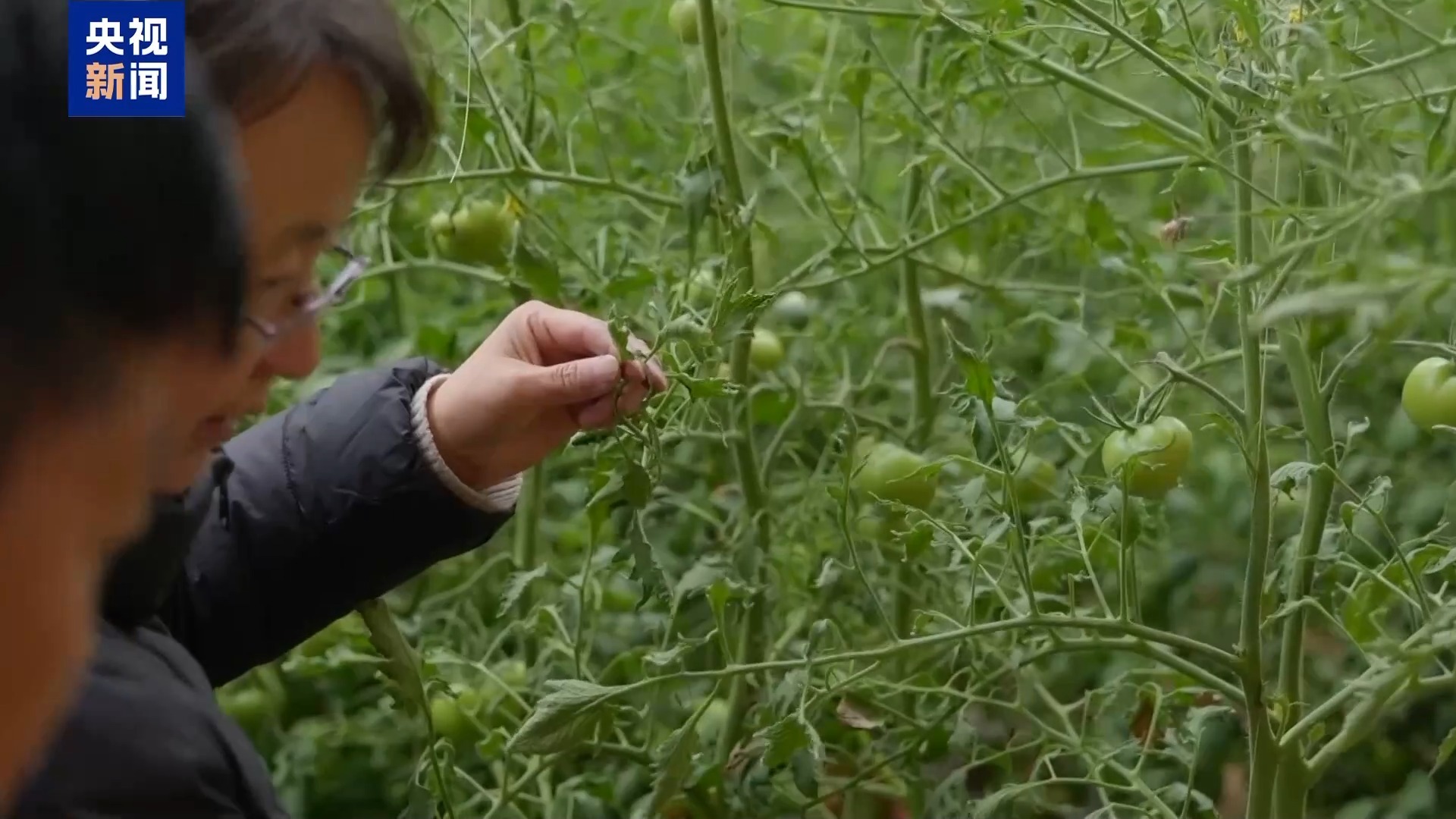 倒春寒遇上科學(xué)管理“處方” 多地農(nóng)業(yè)穩(wěn)產(chǎn)有“暖招”——聚焦苗木種植應(yīng)對(duì)策略