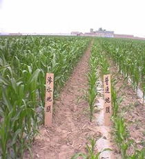 山西三水滲水膜科技發(fā)展中心 創(chuàng)新果蔬種植的節(jié)水先鋒