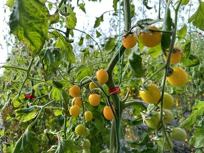 冰天雪地中的'桃花源' 苗木種植結(jié)碩果