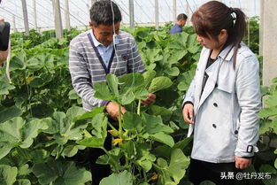 菏澤牡丹區(qū)沙土鎮(zhèn) 特色果蔬與苗木種植雙輪驅(qū)動(dòng)，繪就助農(nóng)增收新畫卷