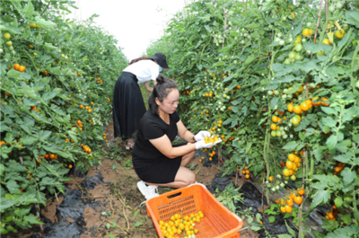 濮陽市范縣顏村鋪鄉(xiāng) 種植基地長出“致富果” 苗木產(chǎn)業(yè)鋪就振興路