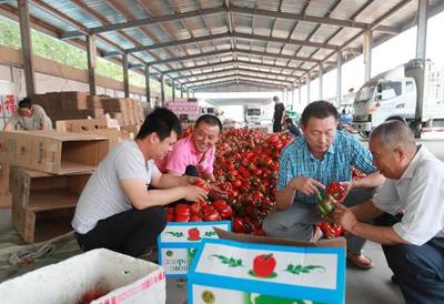 看！大棚果蔬發(fā)展新方向 苗木種植的崛起與未來