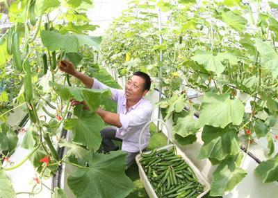 浙江安吉 無土栽培技術(shù)引領(lǐng)果蔬種植新風(fēng)尚，綠色健康產(chǎn)品新鮮上市